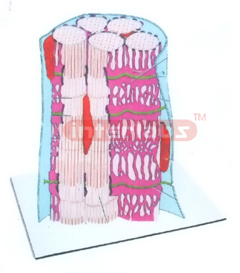 HUMAN THREE DIMENSIONAL STRUCTURE OF SKELETAL MUSCLE MODEL